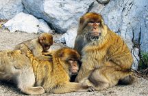 Rock Tour in Gibraltar by Bus with Tickets