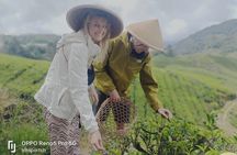 Cameron Highland Best Tour from Kuala Lumpur( Day Trip)