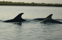 Kayak With Dolphins in Historic Shem Creek
