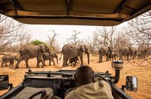 Small Group: Zambezi National Park Guided Game Drive