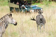 Small Group: Zambezi National Park Guided Game Drive