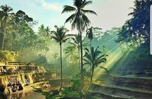 Bali Jungle Swing & Ubud Tour