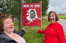 Guided Tour of Musk Ox Farm