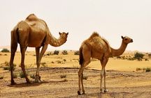 Morning Desert Safari with Sandboarding Camel Ride and Quad Bike