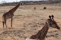 Cradle of Humankind Full Day Tour from Pretoria and Johannesburg