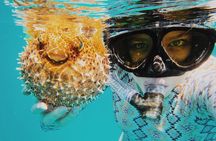Discover Scuba Diving in Montego Bay-ONE Tank (First time Diving)