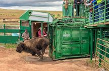 2026 - Sept 25th *Only - Custer Buffalo Roundup and Park Tour