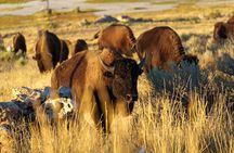 Great Salt Lake Wildlife Experience