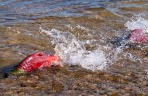 E-Bike Salmon Adventure