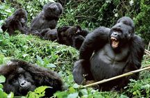 3-Day Climax Guided Gorilla Trekking Mist and Batwa Safari