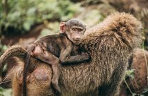 4 Days Lodge Safari in Lake Manyara, Serengeti & Ngorongoro Crater