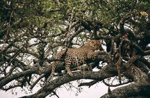 4 Days Lodge Safari in Lake Manyara, Serengeti & Ngorongoro Crater