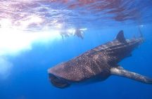 Whale Shark and Snorkeling Adventure from Isla Holbox