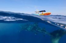 Whale Shark and Snorkeling Adventure from Isla Holbox