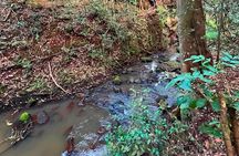 Karura Forest Nature Trail