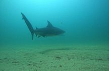Scuba Diving at Cabo Pulmo National Park for 2 Divers !