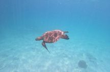 Scuba Diving at Cabo Pulmo National Park for 2 Divers !