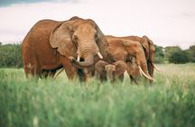 3-Days Lodge Safari in Tarangire, Ngorongoro Crater & Lake Manyara