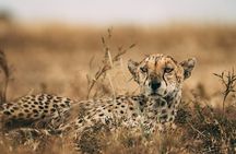 3-Days Lodge Safari in Tarangire, Ngorongoro Crater & Lake Manyara