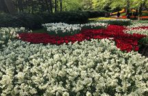 Keukenhof, Tulip Farm, Flower Fields & Zaanse Schans Windmills