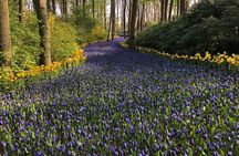 Keukenhof, Tulip Farm, Flower Fields & Zaanse Schans Windmills