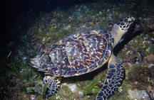 Moonlight Bioluminescence Snorkeling Tour in Cancun