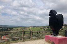 Visit Of The Chianti Classico And The Tuscan Countryside