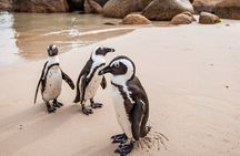 The Road Trip (Cape Point and Penguins)