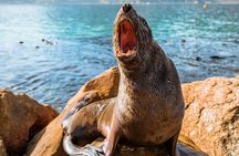 The Road Trip (Cape Point & Penguins) - Private Tour