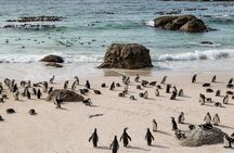 The Road Trip (Cape Point & Penguins) - Private Tour