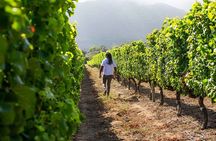 Splendour in the Winelands - Private Tour