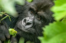 3-Day Climax Guided Gorilla Trekking Mist and Batwa Safari