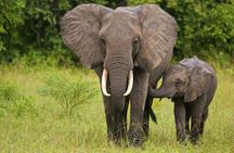 2-Day Drakensberg Mountains & Tala Game Reserve Tour from Durban