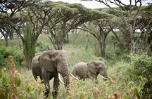 2 Days Safari Tour in Tarangire and Ngorongoro Crater