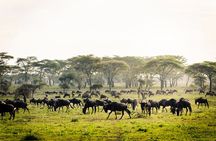 2 Days Safari Tour in Tarangire and Ngorongoro Crater
