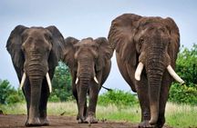 Full-Day Safari to Tala Game Reserve, Phezulu Safari Park and Natal from Durban