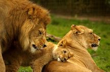 Full Day Hluhluwe Imfolozi Game Reserve Tour from Durban