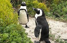 Table Mountain, Cape of Good Hope, Penguins and Sightseeing tour
