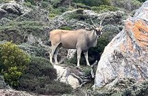 Table Mountain, Cape of Good Hope, Penguins and Sightseeing tour