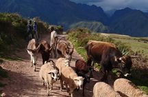 Ollantaytambo, Moray, Salt Mines and Chinchero full day