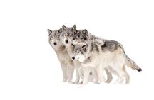 Grand Teton and National Elk Refuge Winter Wonderland Full Day Adventure