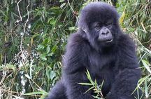 3-Day Climax Guided Gorilla Trekking Mist and Batwa Safari