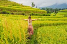 Full Day Tour Tanah Lot, Jatiluwih, Danau Beratan 