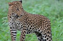 Jaipur Leopard Safari Tour at Jhalana Park