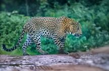 Jaipur Leopard Safari Tour at Jhalana Park