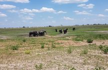 Chobe Full Day Safari in Chobe