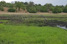 Chobe Full Day Safari in Chobe