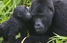 3-Day Private Guided Gorilla Trekking Uganda and Batwa Experience