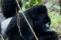 3-Day Private Guided Gorilla Trekking Uganda and Batwa Experience