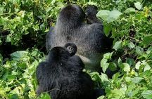 3-Day Private Guided Gorilla Trekking Uganda and Batwa Experience
